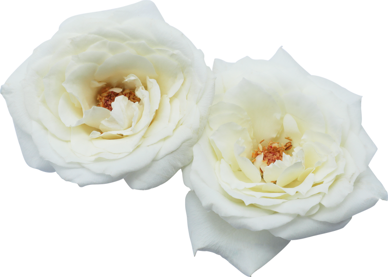 Two White Roses