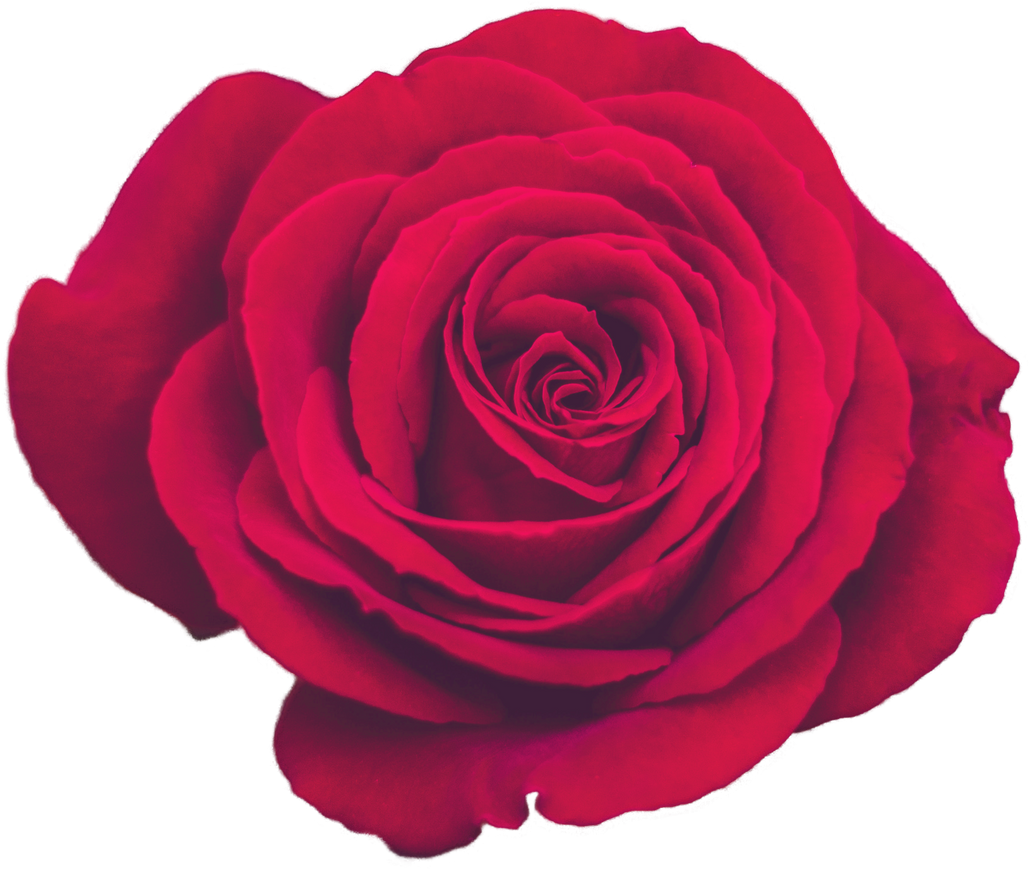 Decorative Vintage Red Rose