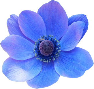 Watercolor Blue Flower